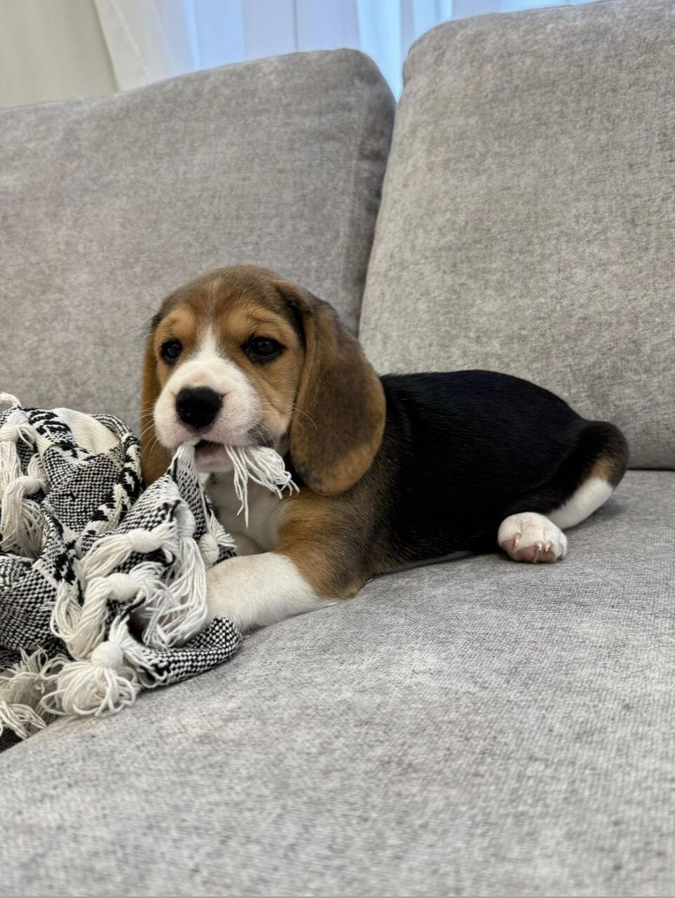 This is LUNA, 10 weeks old. She is living the life in a CT neighborhood.