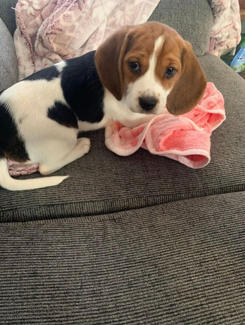 Koda was just 10 weeks old.