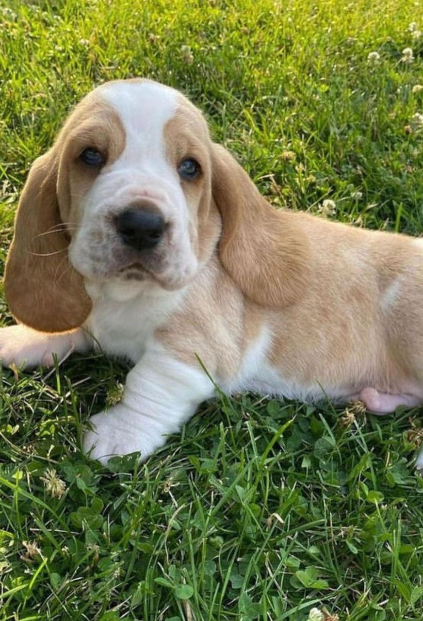 This is CHARLIE. 10 weeks old.