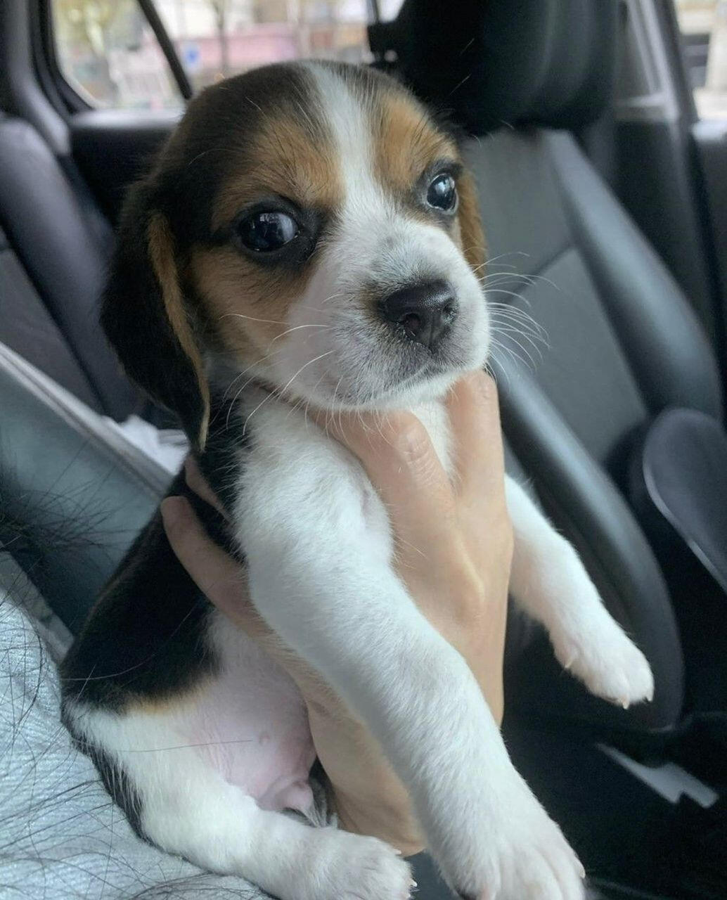 MAX is 10 weeks old.